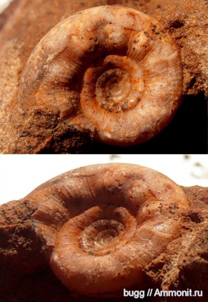 аммониты, альб, Крым, Ammonites, Балаклава, Kossmatella, Albian, верхний альб
