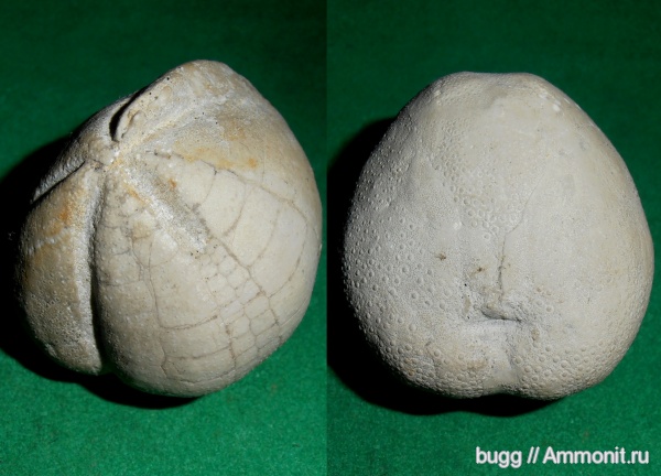 морские ежи, маастрихт, Крым, Micraster, Белогорск, Maastrichtian