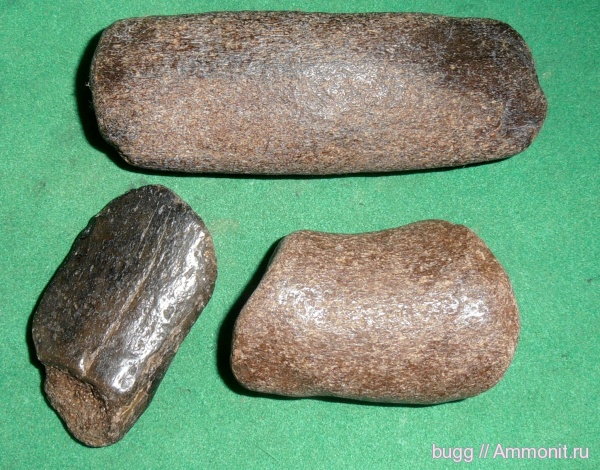 неоген, киты, Крым, Керчь, Cetotherium, Челядиново