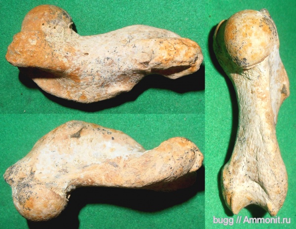 неоген, Крым, тюлени