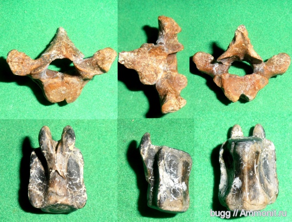 неоген, Крым, позвонки, тюлени