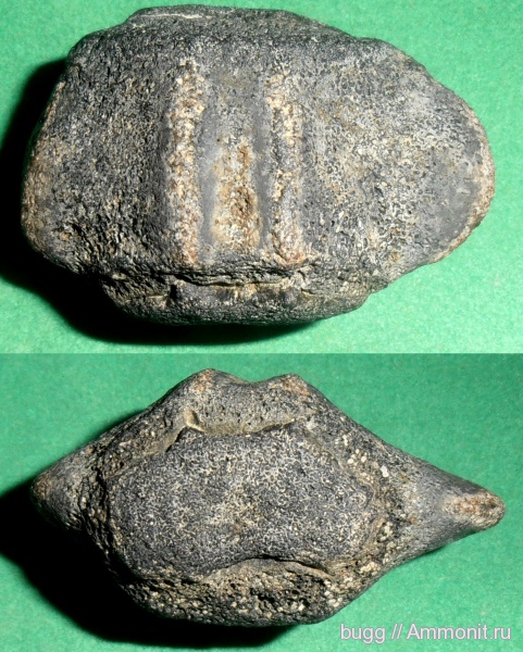 неоген, Крым, позвонки