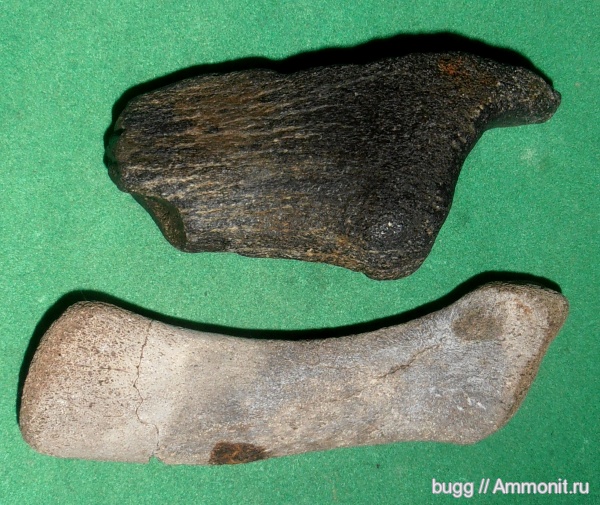 неоген, киты, Крым, дельфины