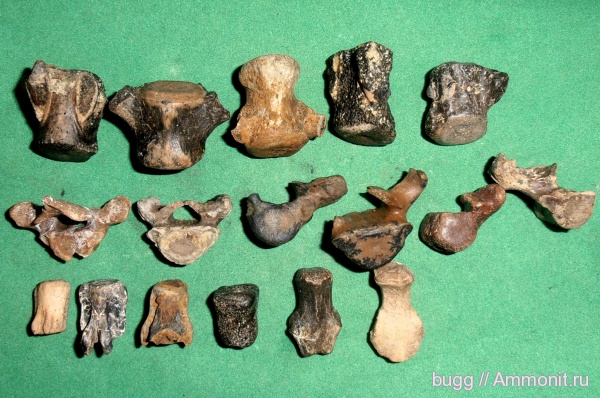 неоген, Крым, тюлени