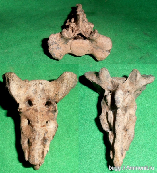 неоген, Крым, тюлени