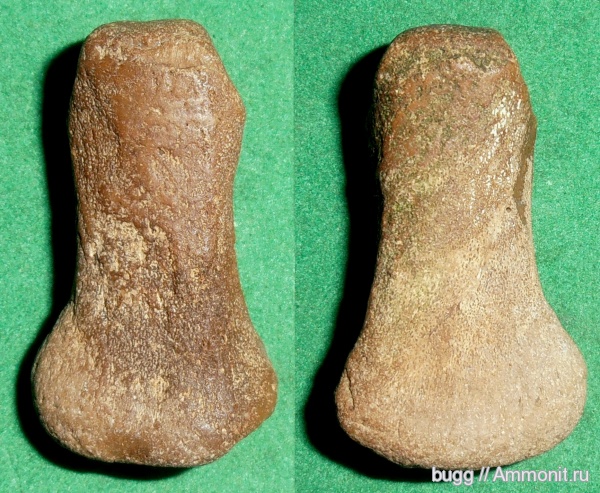 неоген, дельфины