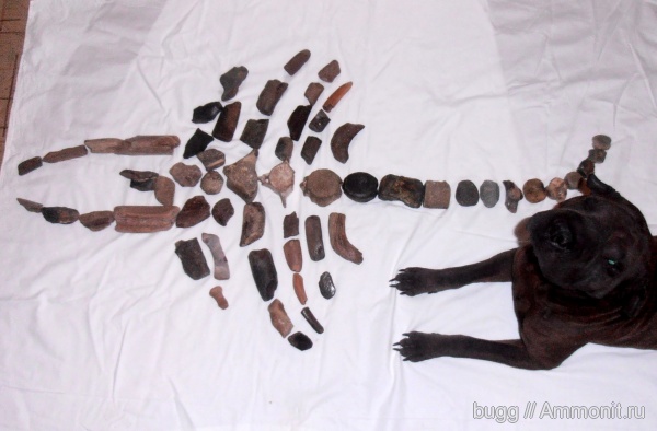 неоген, киты, китообразные, Крым, дельфины