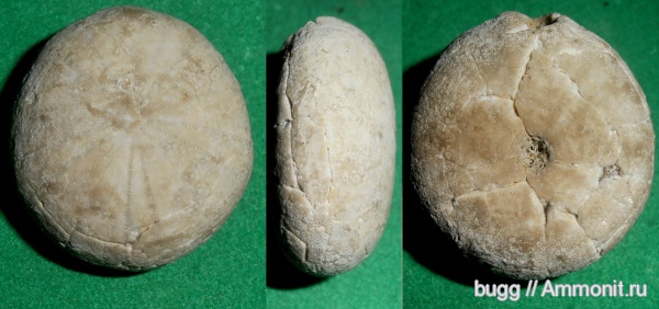 морские ежи, готерив, Петропавловский карьер, Pseudopyrina, Hauterivian, нижний готерив