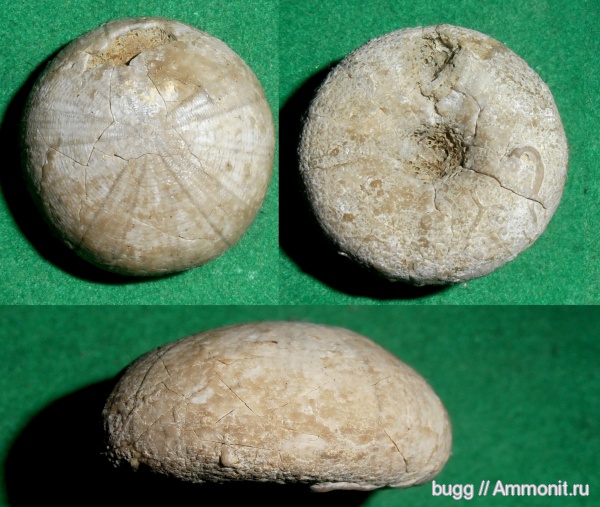 Крым, готерив, Discoidea karakaschi, Discoidea, Петропавловский карьер, Hauterivian, нижний готерив