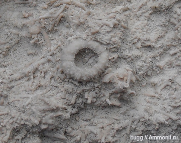 морские ежи, палеоген, Крым, Инкерман, Rachiosoma