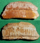 Myliobatis