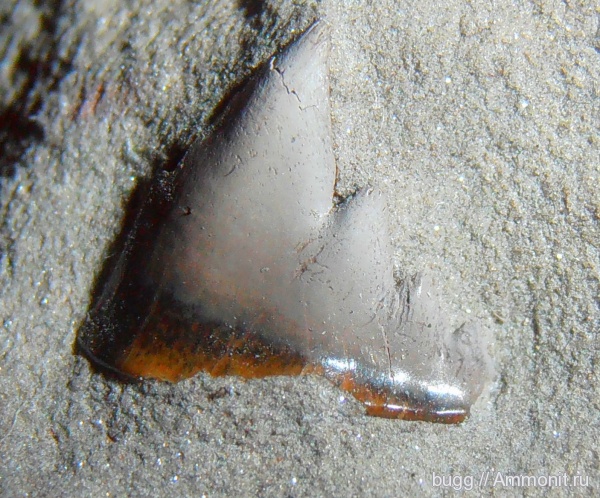 карбон, рыбы, Pristodus, fish