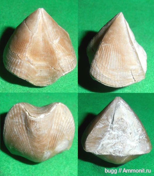 брахиоподы, девон, Cyrtospirifer