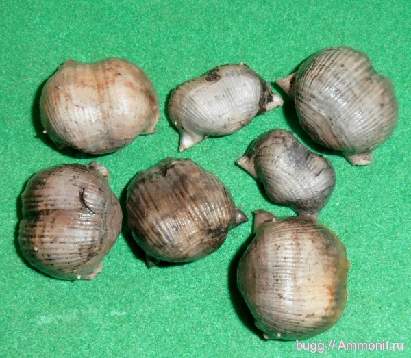 брахиоподы, карбон, Admoskovia, Productida, Eomarginifera, Marginiferinae
