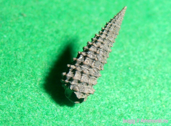 гастроподы, Бронницы, Марково, Cryptaulax