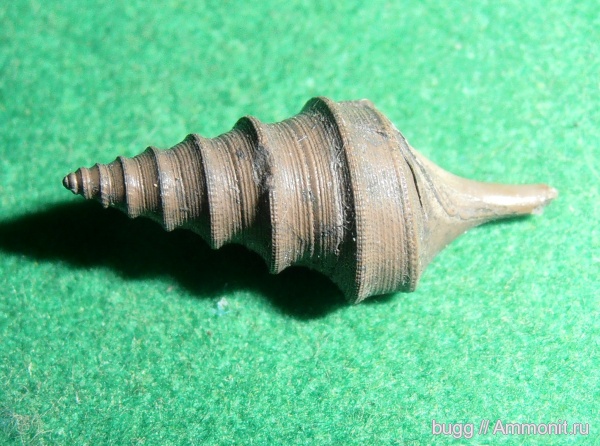 гастроподы, юра, Бронницы, Dicroloma cochleata, Jurassic