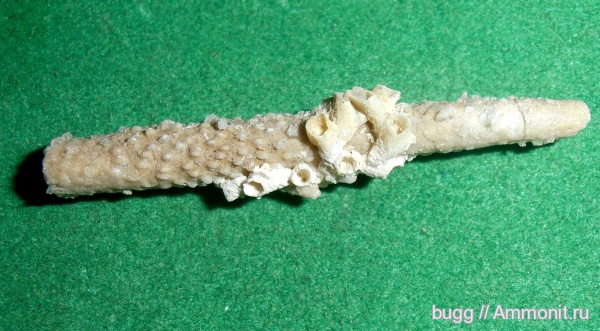 морские ежи, карбон, Archaeocidaris