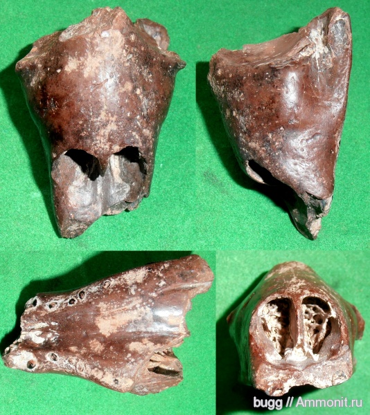 неоген, тюлени