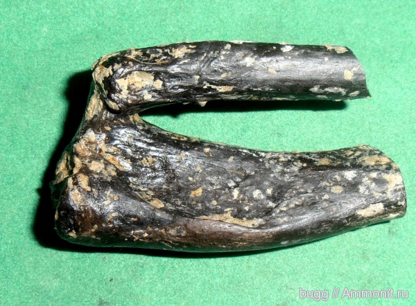 неоген, Керчь, тюлени