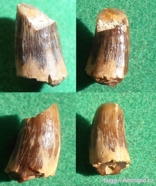 мел, крокодилы, маастрихт, зубы рептилий, Инкерман, Maastrichtian, Cretaceous