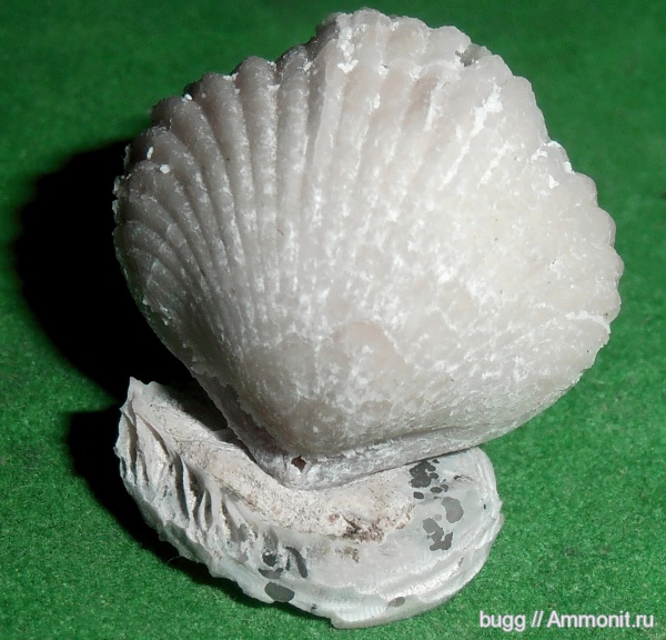 брахиоподы, мел, маастрихт, Rhynchonellida, Инкерман, Maastrichtian, Cretaceous