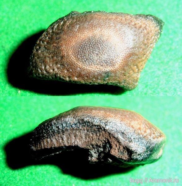 мел, акулы, зубы акул, Балаклава, Asteracanthus, Cretaceous, shark teeth, sharks