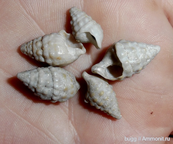 гастроподы, неоген, прижизненная окраска, Керчь, Cerithiidae