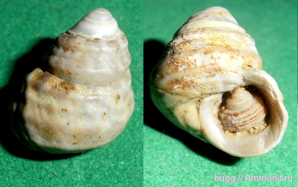 гастроподы, неоген, Керчь, Trochus