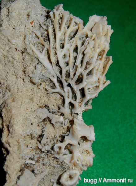 мел, мшанки, маастрихт, Инкерман, Maastrichtian, Cretaceous
