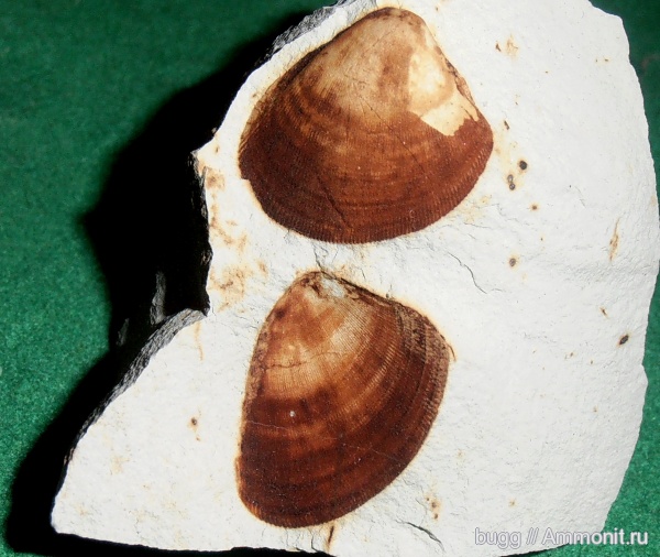 мел, двустворки, маастрихт, Крым, Maastrichtian, Cretaceous