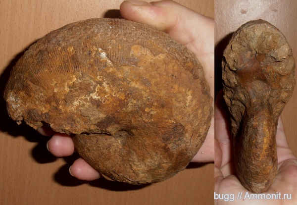 мел, Крым, баррем, нижний баррем, Euphylloceras, Верхоречье, Barremian, Cretaceous, Euphylloceras ponticuli