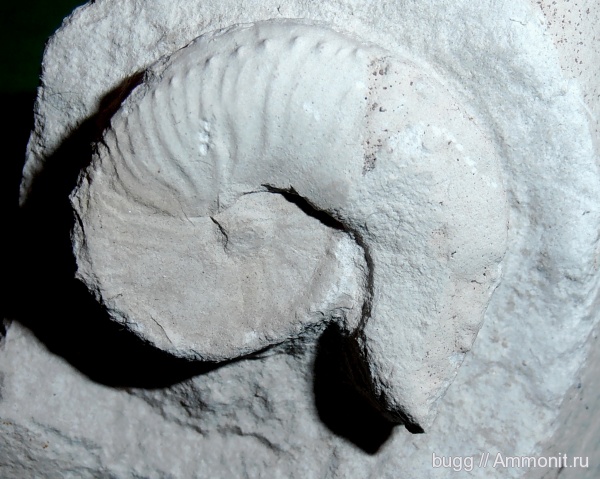 аммониты, мел, Крым, Ammonites, Hoploscaphites, Cretaceous