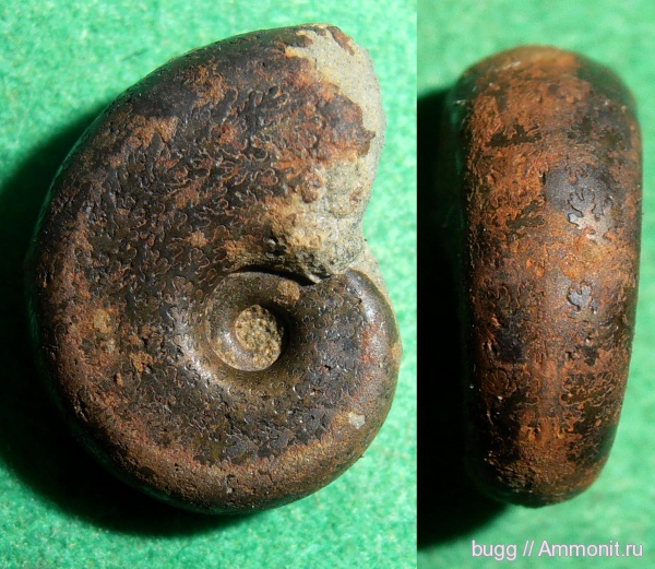 аммониты, мел, Крым, Haploceras, Ammonites, Балки, Cretaceous, Haploceras elimatum