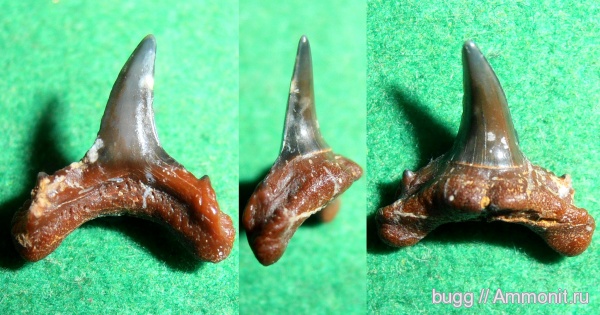 палеоген, рыбы, акулы, Крым, зубы акул, Usakias, Пролом, fish, shark teeth, sharks