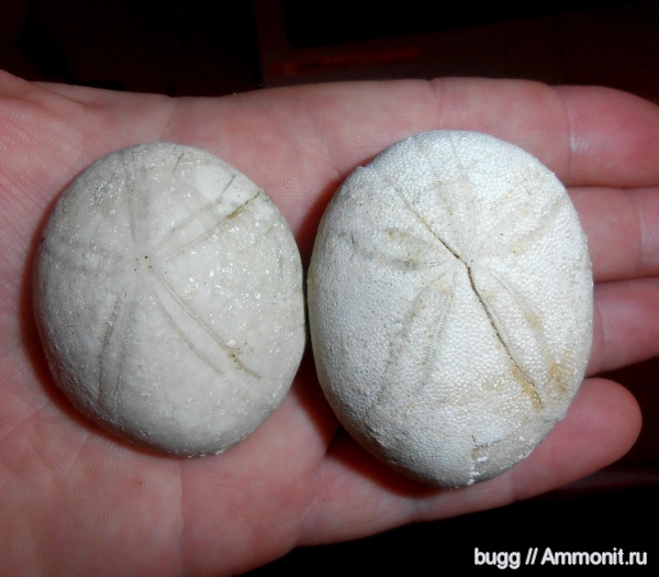 морские ежи, палеоген, Крым, Пролом, Echinolampas, Gitolampas