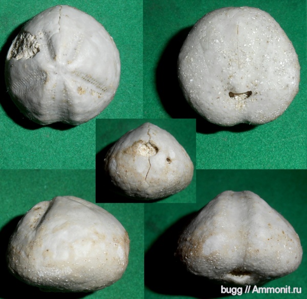 морские ежи, палеоген, Крым, Пролом