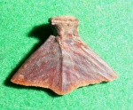 hypural