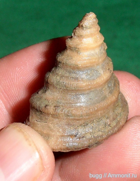 гастроподы, мел, брюхоногие моллюски, берриас, Крым, Балки, Berriasian, Cretaceous