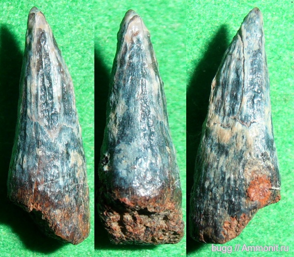 мел, зубы, берриас, Крым, зубы рептилий, Berriasian, Cretaceous, teeth