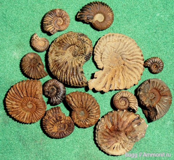 аммониты, мел, берриас, Крым, Ammonites, Neocosmoceras, Hegaratia, Балки, Balkites, Berriasian, Cretaceous