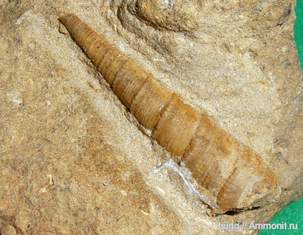 гастроподы, мел, брюхоногие моллюски, альб, Крым, Балаклава, Cimolithium, Albian, Cretaceous, верхний альб