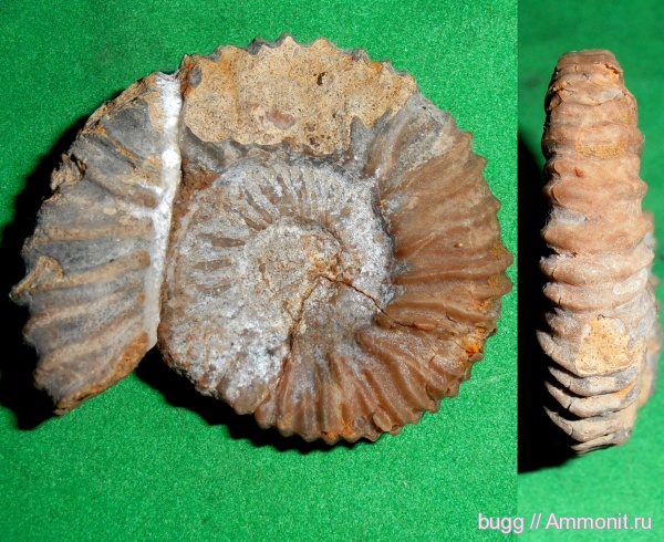 аммониты, мел, берриас, Крым, Ammonites, Riasanites, Байдарская долина, Berriasian, Cretaceous