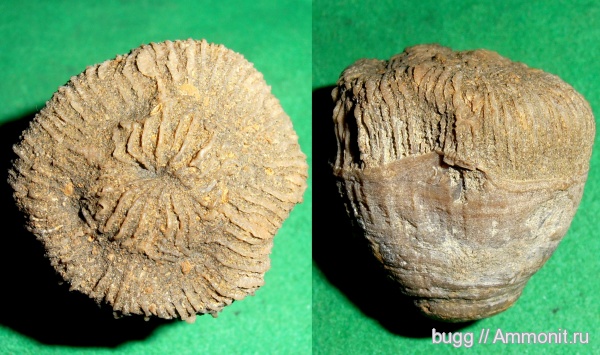 мел, кораллы, берриас, Крым, Berriasian, Cretaceous