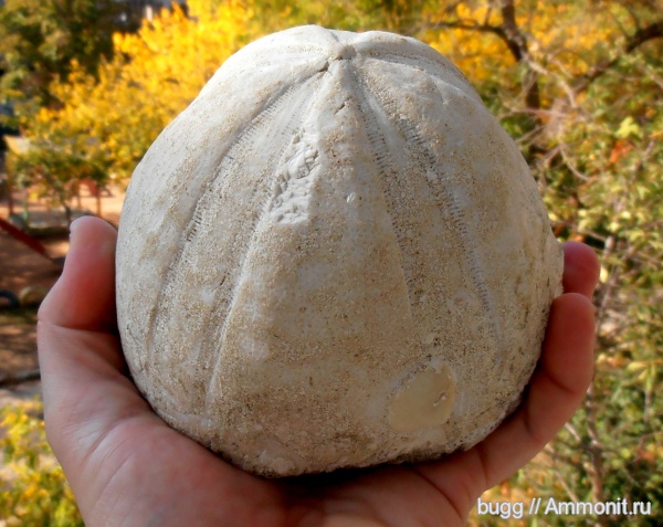 морские ежи, палеоген, Крым, Conoclypus, Conoclypus conoideus, Пролом