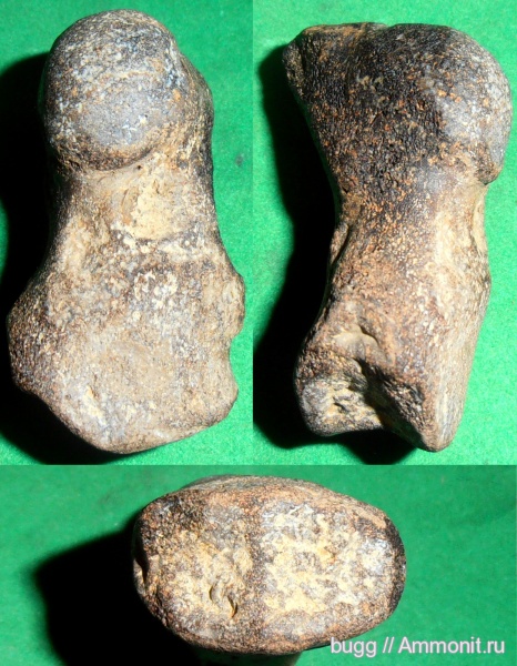 неоген, дельфины, Керчь