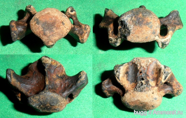 неоген, Крым, Керчь, тюлени, позвонок тюленя