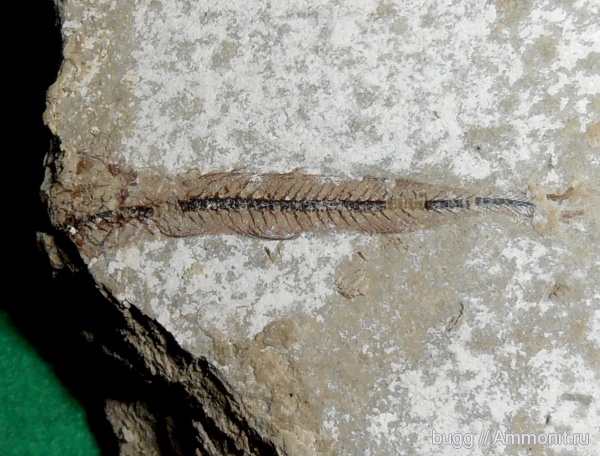 неоген, рыбы, Крым, Керчь, fish