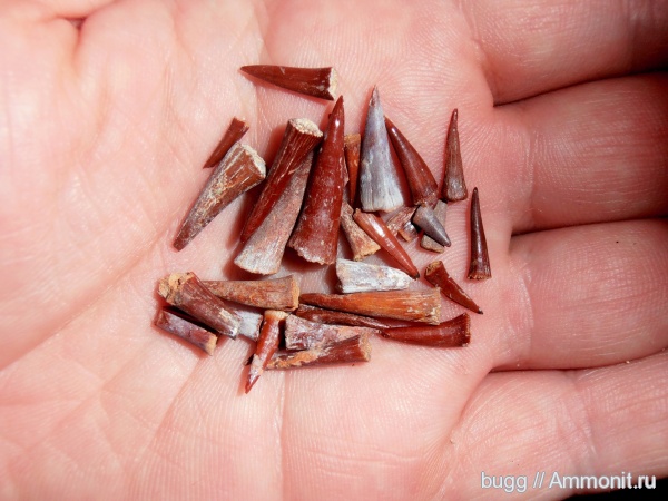 палеоген, рыбы, эоцен, Крым, зубы рыб, fish, fish teeth