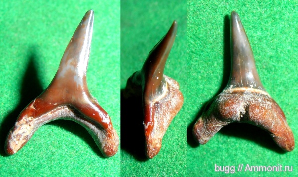 палеоген, рыбы, Крым, зубы акул, Usakias, Пролом, fish, shark teeth