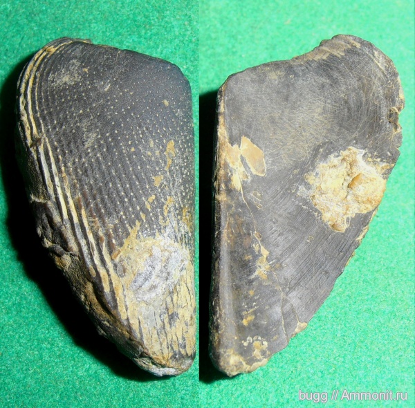 юра, Крым, аптихи, Punctaptychus, Тыловое, Aptychi, Jurassic